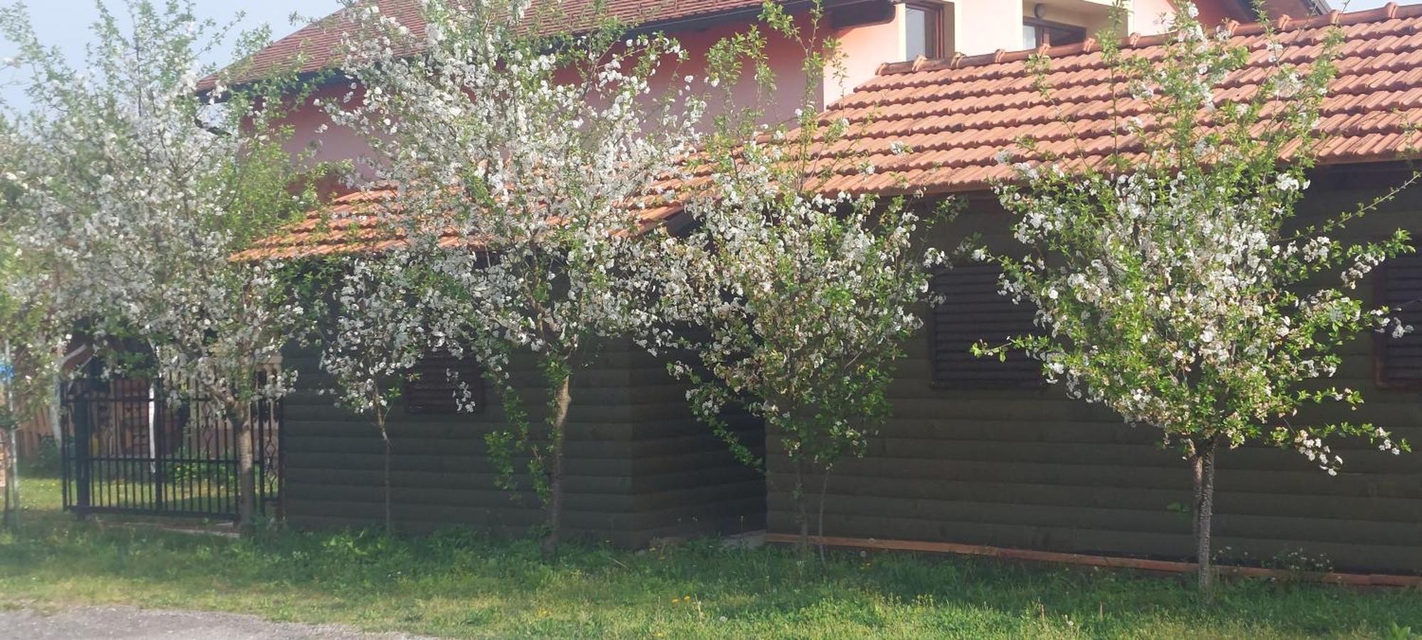 Appartement Kod Ane à Belavici Extérieur photo